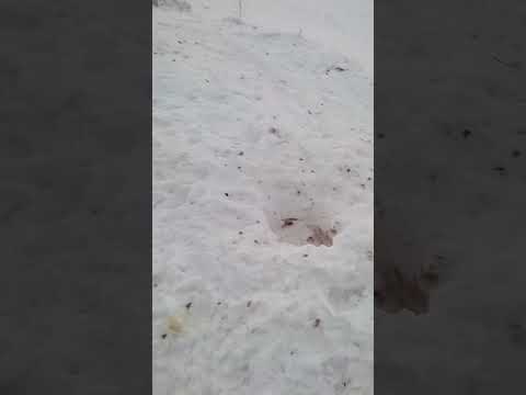 Браконьеры наглеют