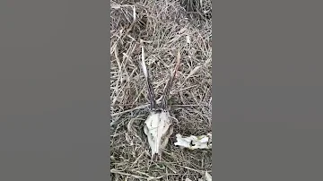 04.03.2022 Рога косули