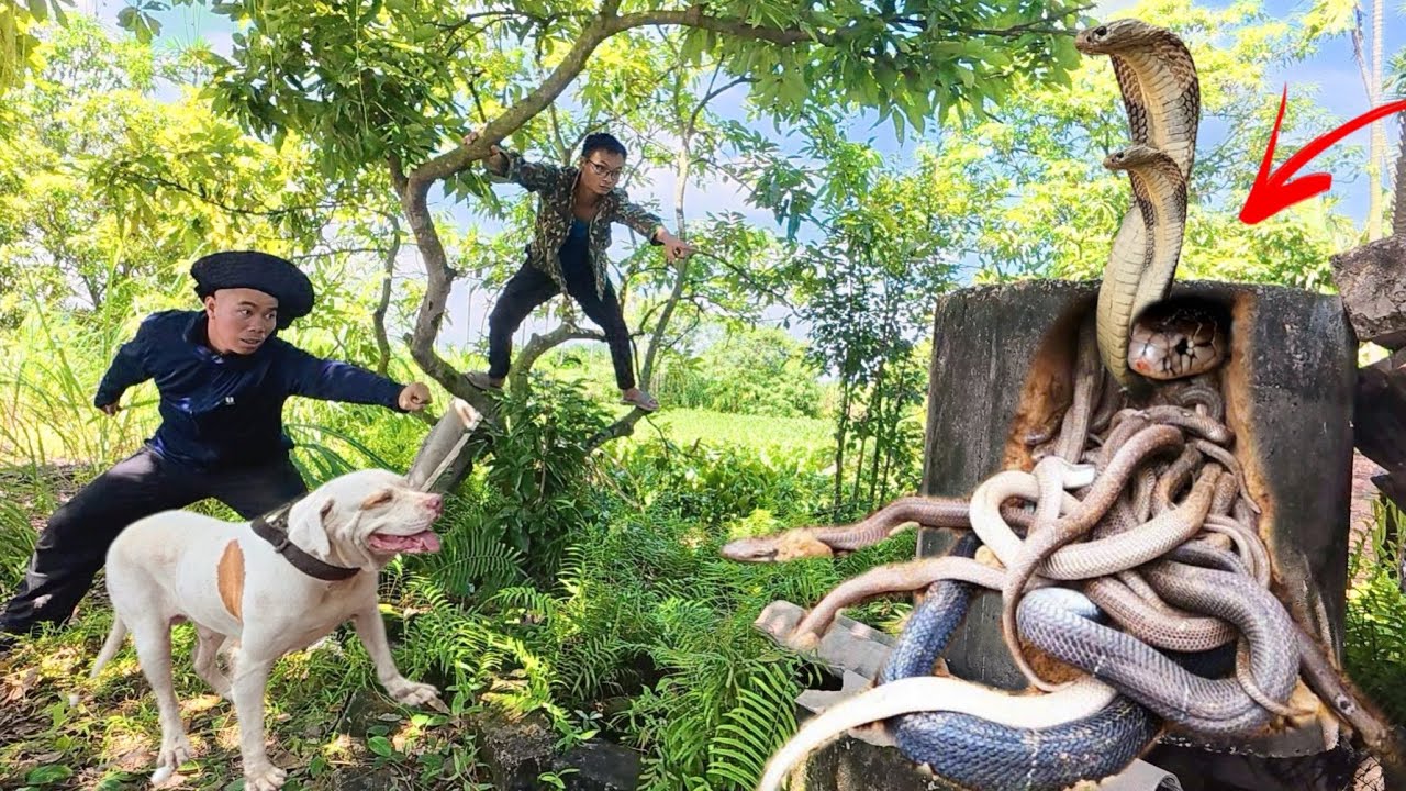 Smart Pitbull Helps Hunters Catch Nest of 100 Snakes in Abandoned House