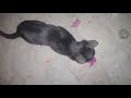 Balek Cat Billi Balek Cat Billi