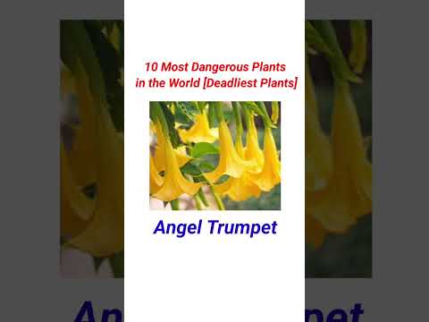 10 Most Dangerous
