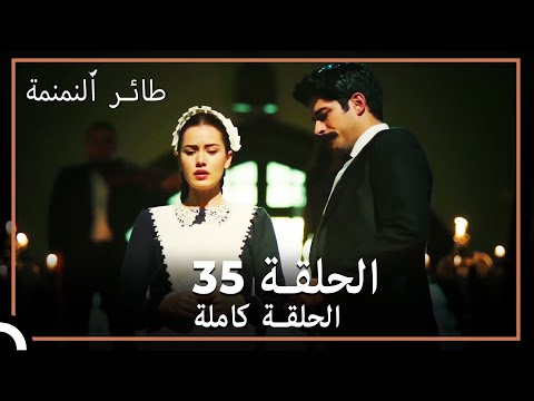  طائر النمنمة الحلقة