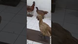                                                                      - اسمعها