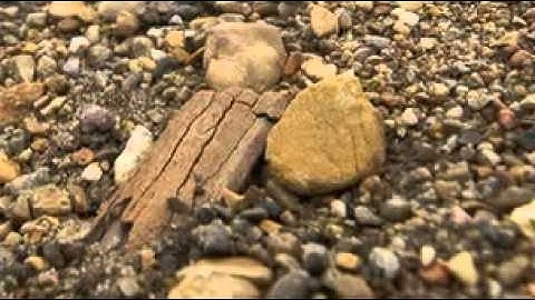 Giant camel fossil found in Arctic