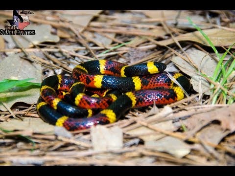 What is the difference between a kingsnake vs. a rattlesnake?