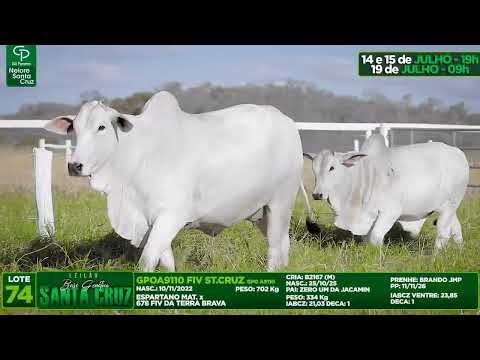 LOTE 74