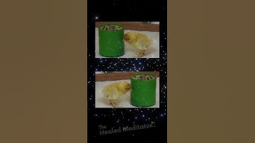 1986 Rene Peoc’h Chickens & Telekinesis Experiment