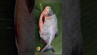 rupchand fish with curd recipe foodvlog trending viral launch dinner