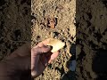 Field walking Freaks #1  (part 1)