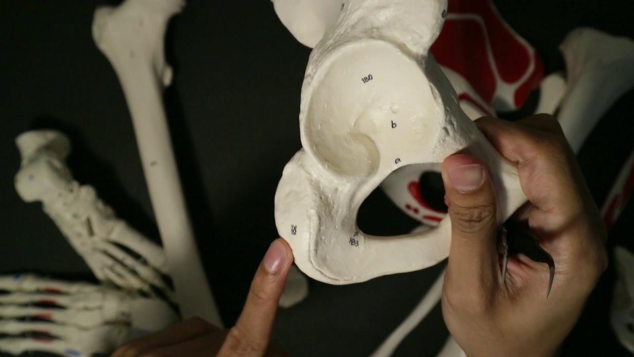 Anatomi Skeleton Ekstremitas Inferior