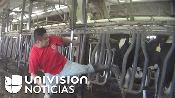 ¿Sienten dolor las vacas al ser ordeñadas?