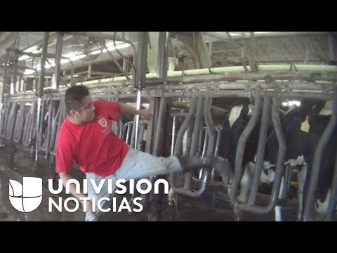 En video: El maltrato al que son sometidas las vacas lecheras en una granja de Florida