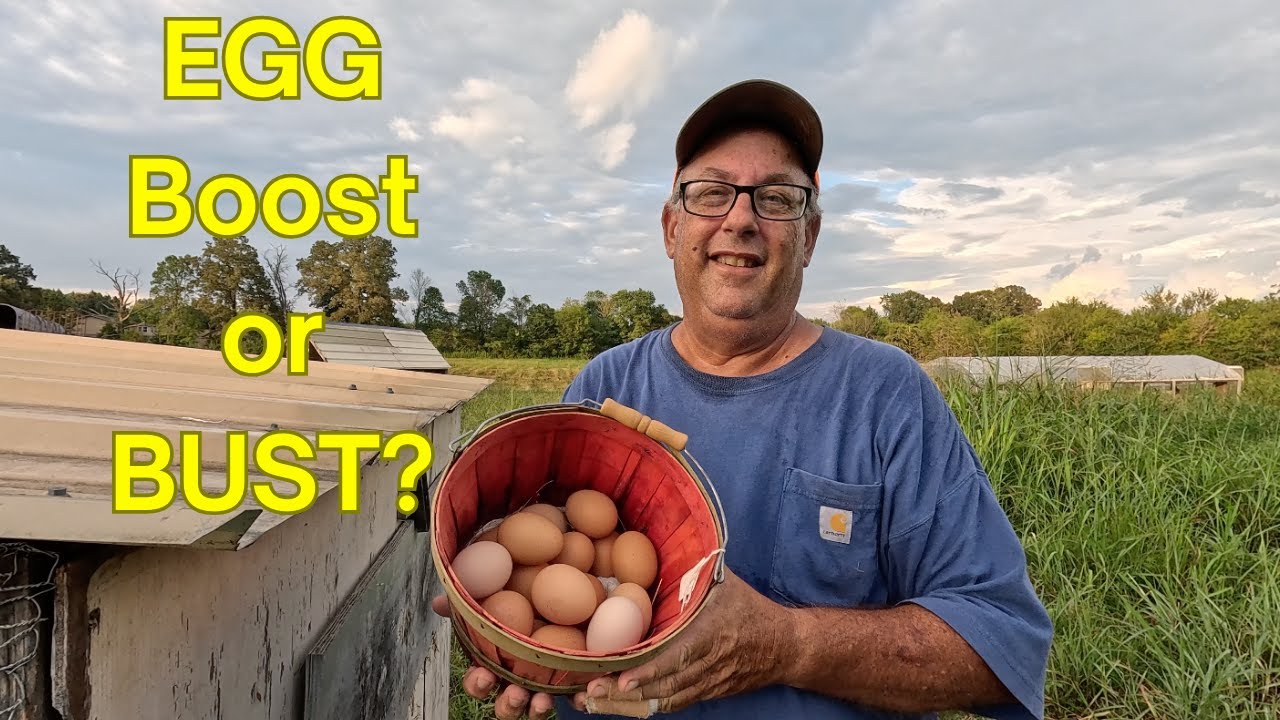 Will Fermented Feed Give You MORE Eggs?