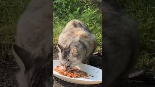 美味しそうにご飯を食べる野良猫達　Stray cats eating cat food with relish #shorts #野良猫 #cat