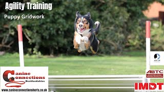 Puppy Agility Gridwork
