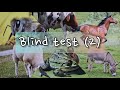 Blind test cris d'animaux 2 "la campagne"