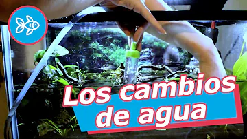 ¿Cuándo debo cambiar el agua de mi acuario?