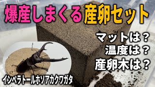 This is how the Imperator Stag Beetle lays eggs like crazy! - YouTube