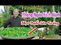 Trà Dân Gian Phòng Ngừa Bách Bệnh, Cách Đuổi Kiến Gián, Côn trùng Mùng 5 tháng 5. Chùa Pháp Tạng