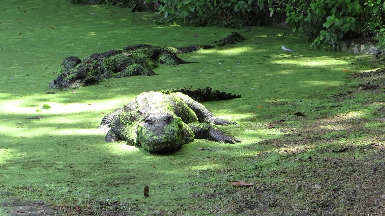 Great Blue Heron on Nest & Clever Alligators Below! Homosassa Springs
