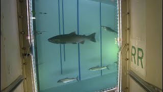 : Rocky Reach Discovery Center: Live Fish Cam