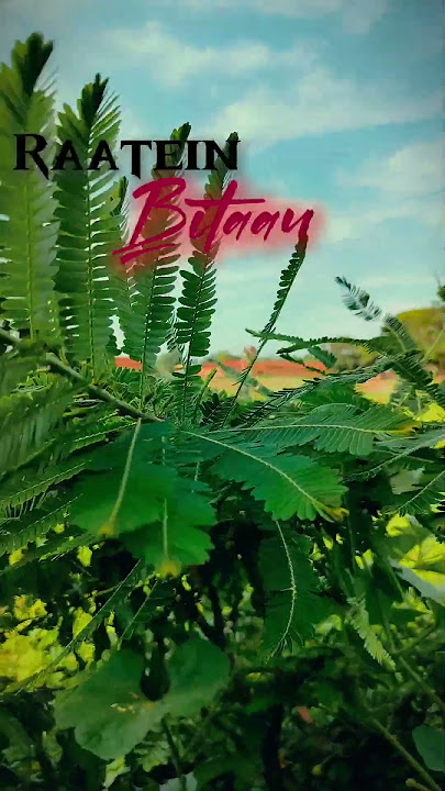 Saiyaara (1980) kishor Kumar (old version) old is gold 🪙