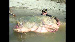 Wels catfish caught by dino ferrari
http://this1that1whatever.com/miscellany/wels-catfish.php