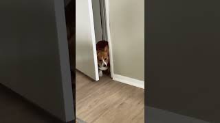 Corgi’s Struggles