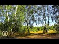 Relaxing Summer Landscapes - Forest Sounds and Birds Chirping Sounds for Sleeping & Meditation