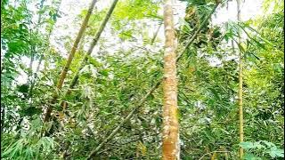 Nyanyian merdu Burung di hutan Bambu