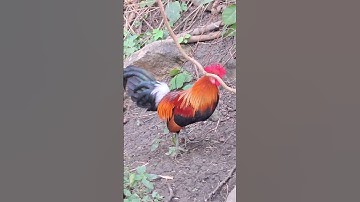 gà rừng số 1 cực xong.qaib qus zaim nyawb khav tiag tiag