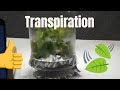 Transpiration: The Journey of Water Through Plants