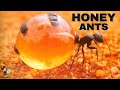 The Fascinating World of Ants: Unlocking Nature's Secrets ile ilgili video