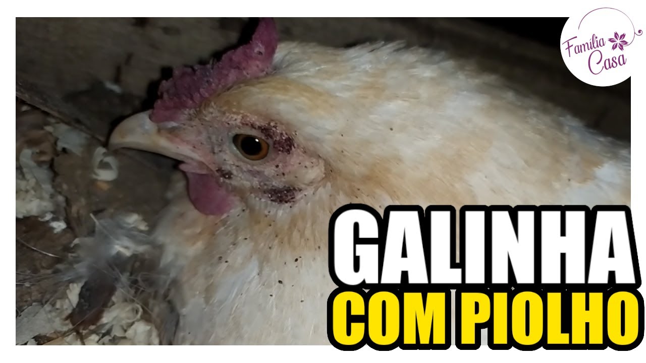 PIOLHO DE GALINHA, CONSULTAMOS UM VETERINÁRIO, Família ENC YouTube PIOLHO DE GALINHA, CONSULTAMOS UM VETERINÁRIO, Família ENC YouTube
