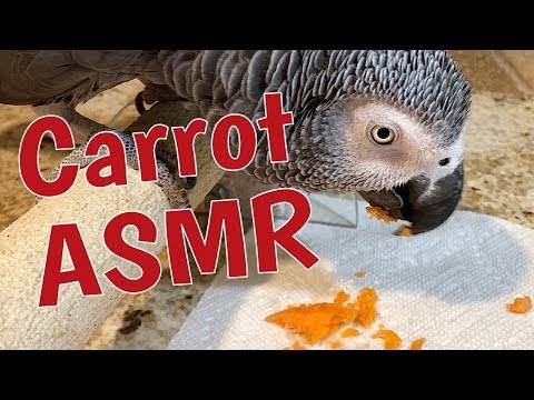 parrot-carrot-🥕-close-up-asmr-|-mukbang