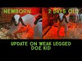 Update on Doe Kid with Weak Front Legs | Selenium Info | Raising Boer Goats