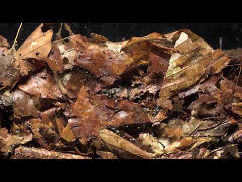 ნიადაგის ბინადრები