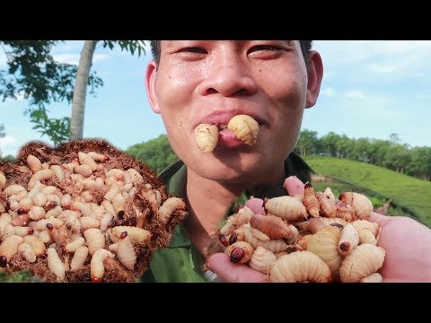 Video Bắt Một Ổ Sâu Cọ Về Rang | Nhịp Sống Thường Ngày - youtube