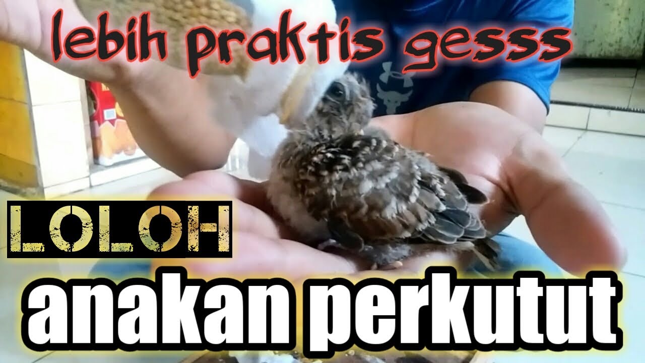 anakan burung perkutut