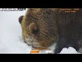 Мансур в шоке- гранат в снегу вырос,очень вкусно  #Медведь#Мансур#Орешково#МедведьМансур