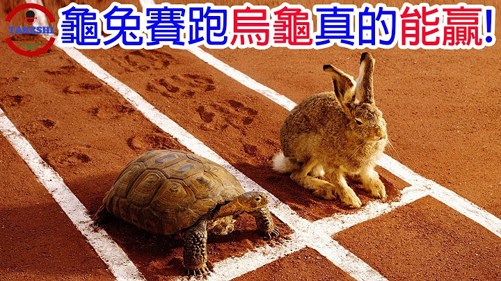 [生物放大鏡]龜兔賽跑烏龜真的能贏!? | 世界最速龜能戰勝兔子? | 伊索寓言不只是故事