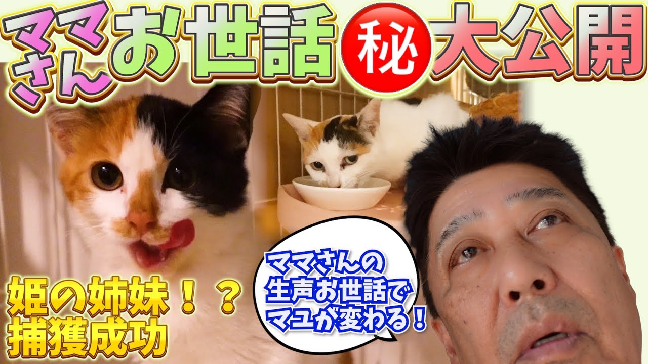 猫たちの心を開くママさんのご飯の時間。新たな捕獲と“肝っ玉お母さん”の謎も!