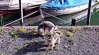 Kopie von Rothrist. an der Aare.Aargau-HD Film