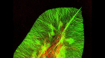 Simultaneous two-wavelength super-resolution imaging
