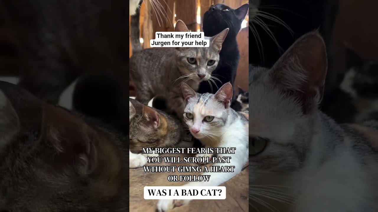 🚨🚨🚨Hello Dear, friend help me $30 dollars to by cats food 🐈and medication 💊 shelter