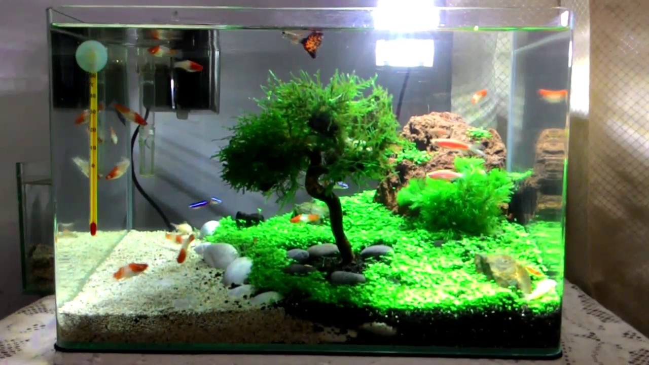  Aquascape  Minimalis Youtube