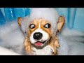 Funniest Dogs 🐶 And Cats 😸 -  Awesome Cute And Funny Animals