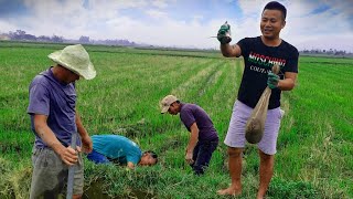 Phần 1 - Anh Oanh Vlog Ra Đồng Bắt Chuột Bằng Tay Không Và Cái Kết Cả Làng Ăn Không Hết