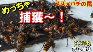 仲間を呼んで、どんどん捕まるスズメバチ　【害虫駆除】　Japanese giant hornet  Adhesive sheet trap  Wasp 　粘着シート　フェロモン　スズメバチの罠　作り方