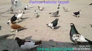 Layyah prince kabootar for sale | layyah pigeon shirazi chap khal kabootar